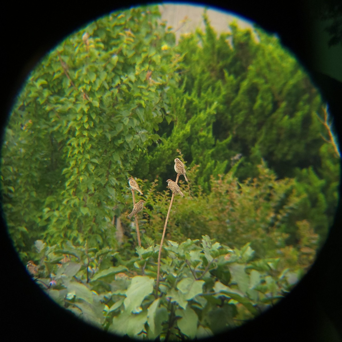 Eurasian Tree Sparrow - ML638693099