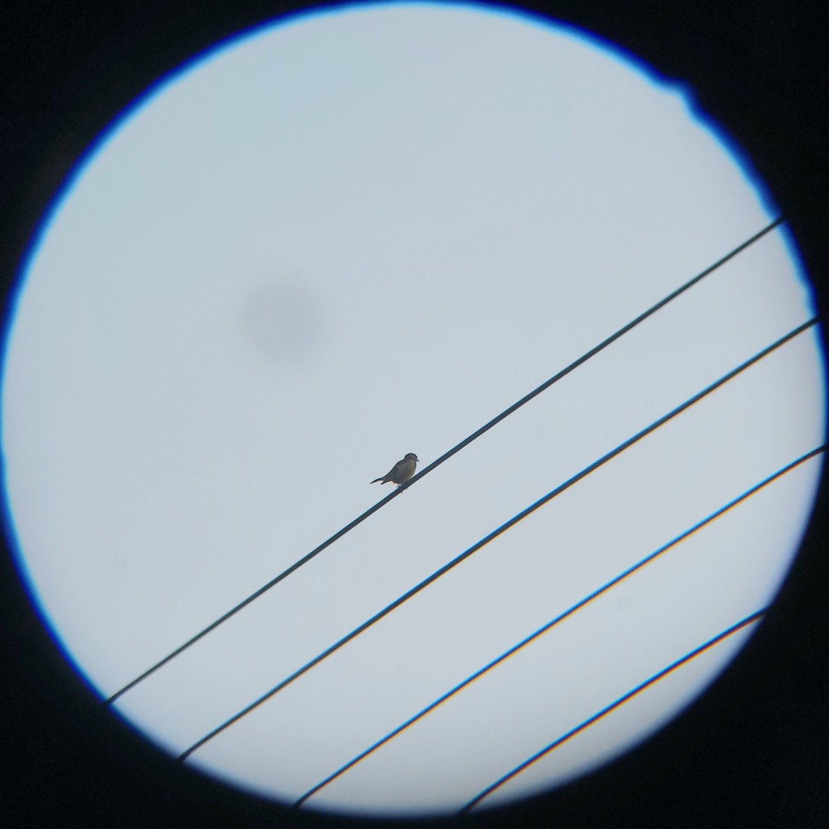 Oriental Greenfinch - ML638693100