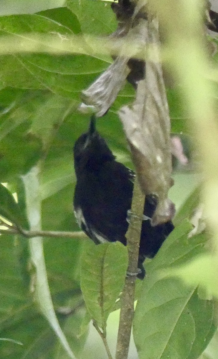 White-flanked Antwren - ML638693116