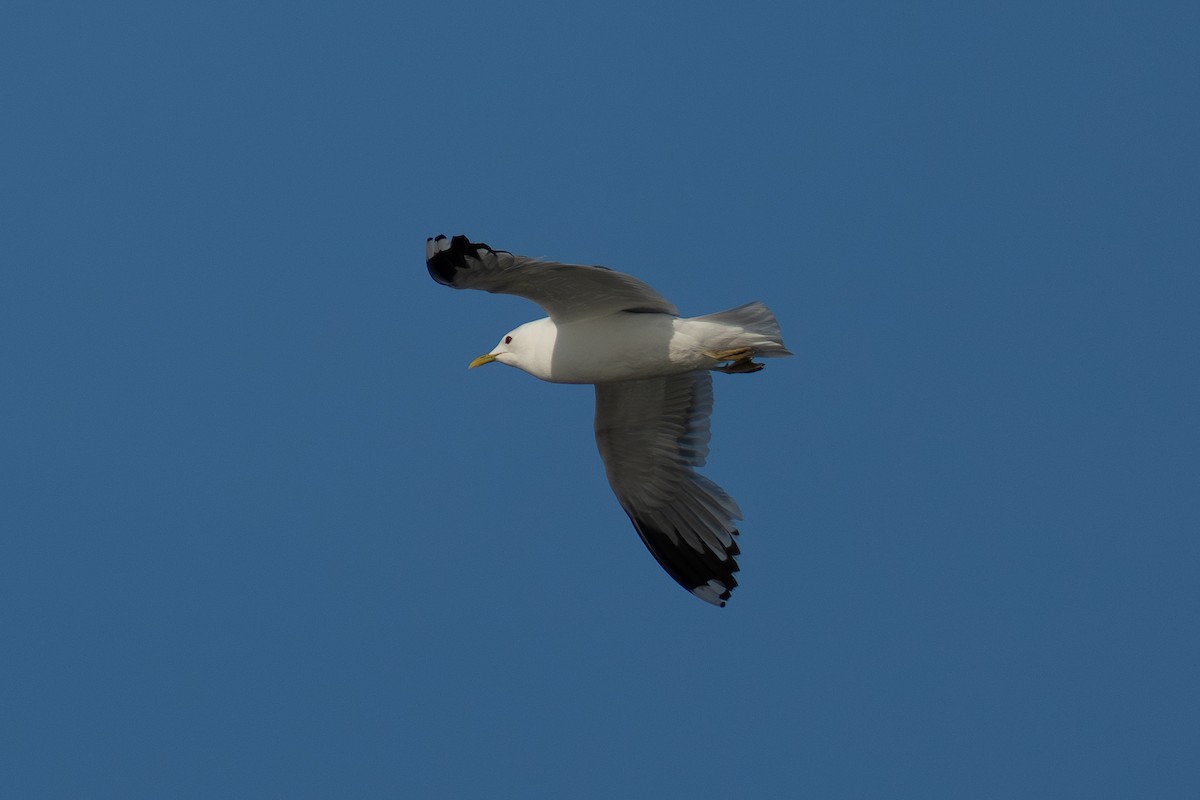 Common Gull (European) - ML638693226