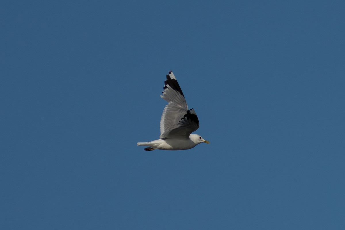Common Gull (European) - ML638693228