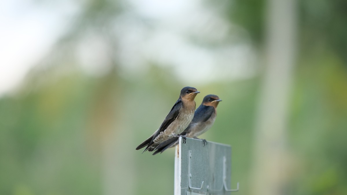 Pacific Swallow - ML638693234