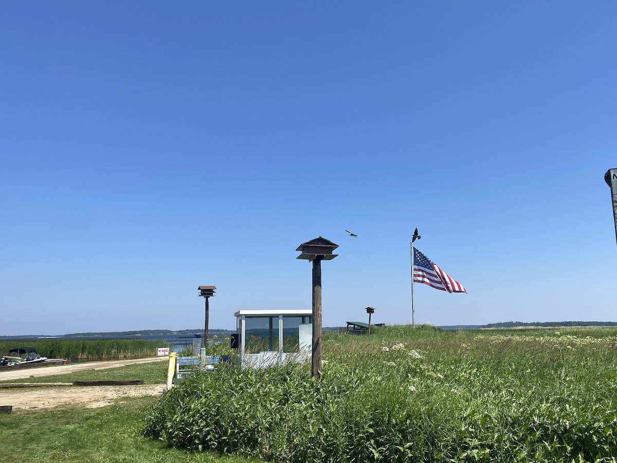 Purple Martin - ML638693266