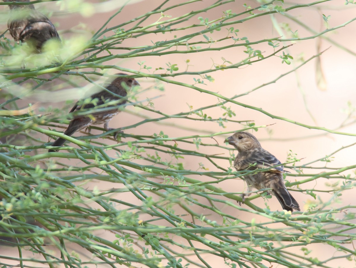 House Finch - ML638693269