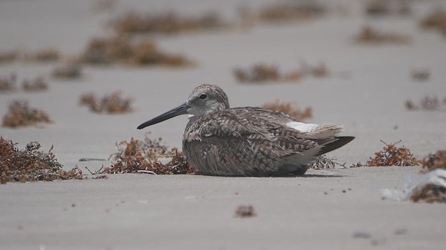 Willet - ML638693327