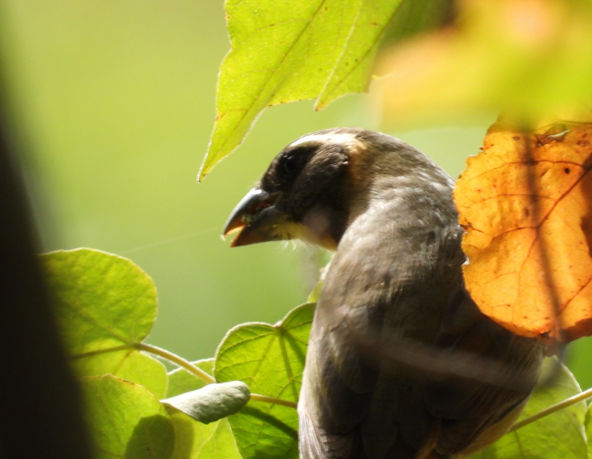 Golden-billed Saltator - ML638693331