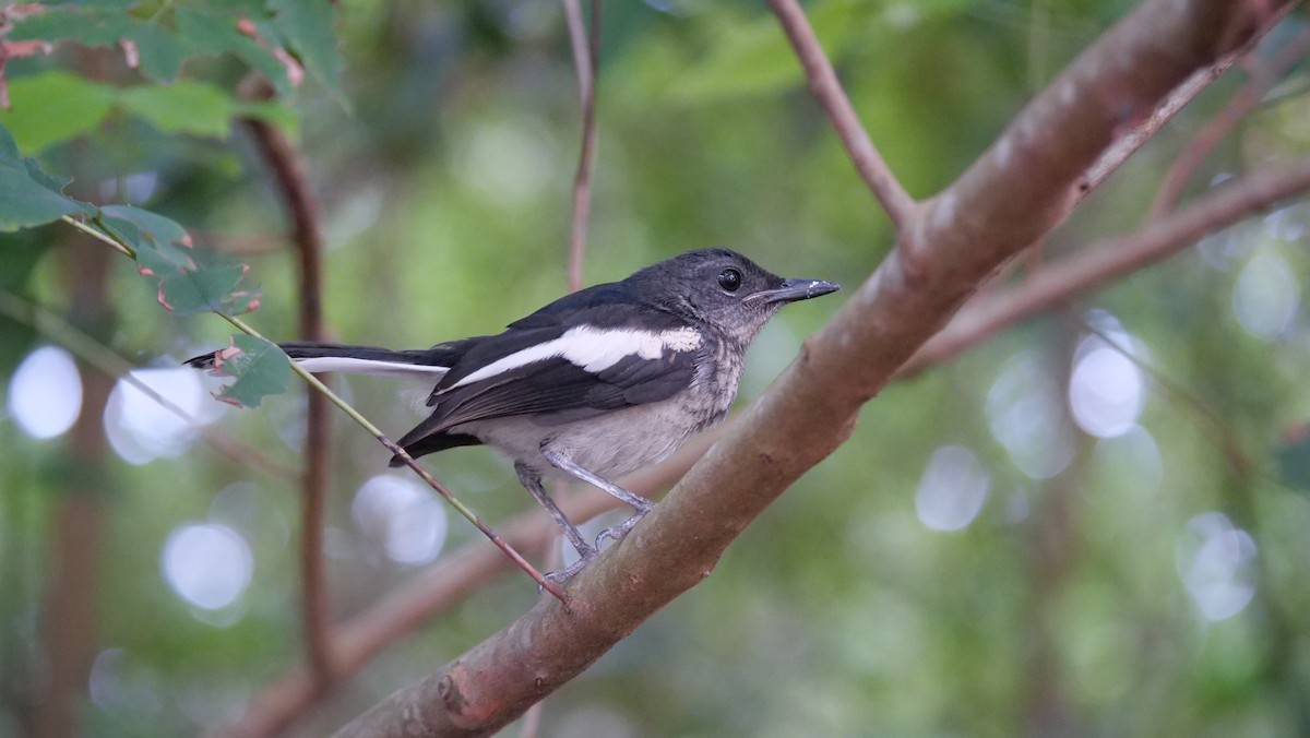 Oriental Magpie-Robin - ML638693389