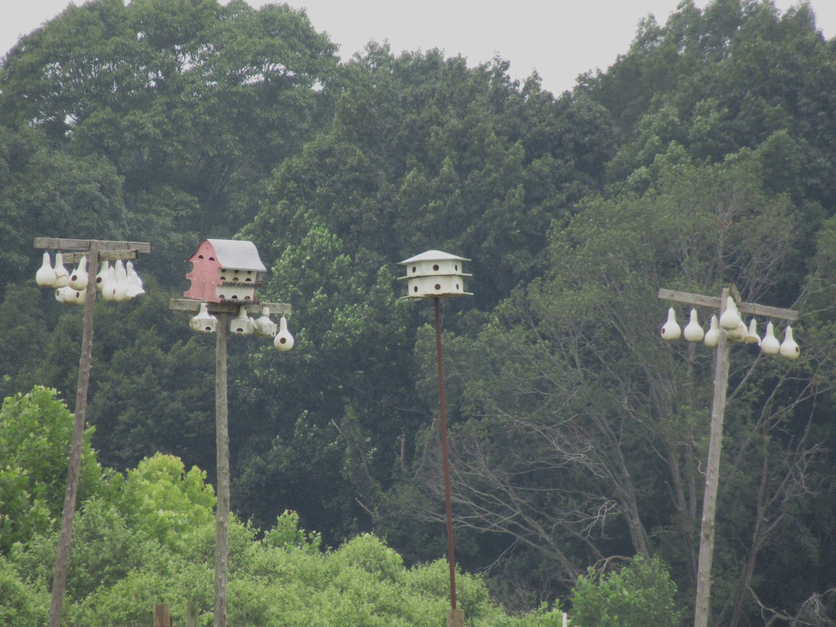Purple Martin - ML638693443