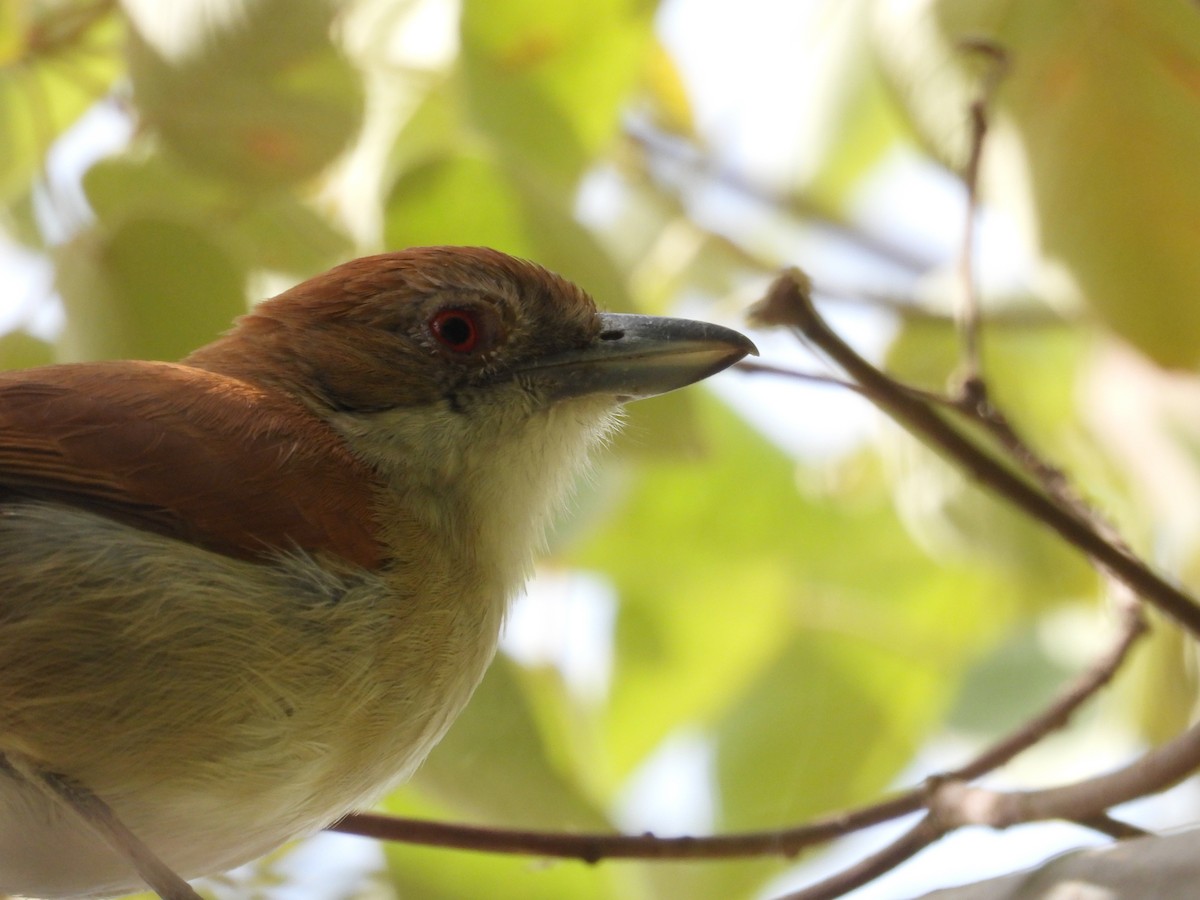 Great Antshrike - ML638693503