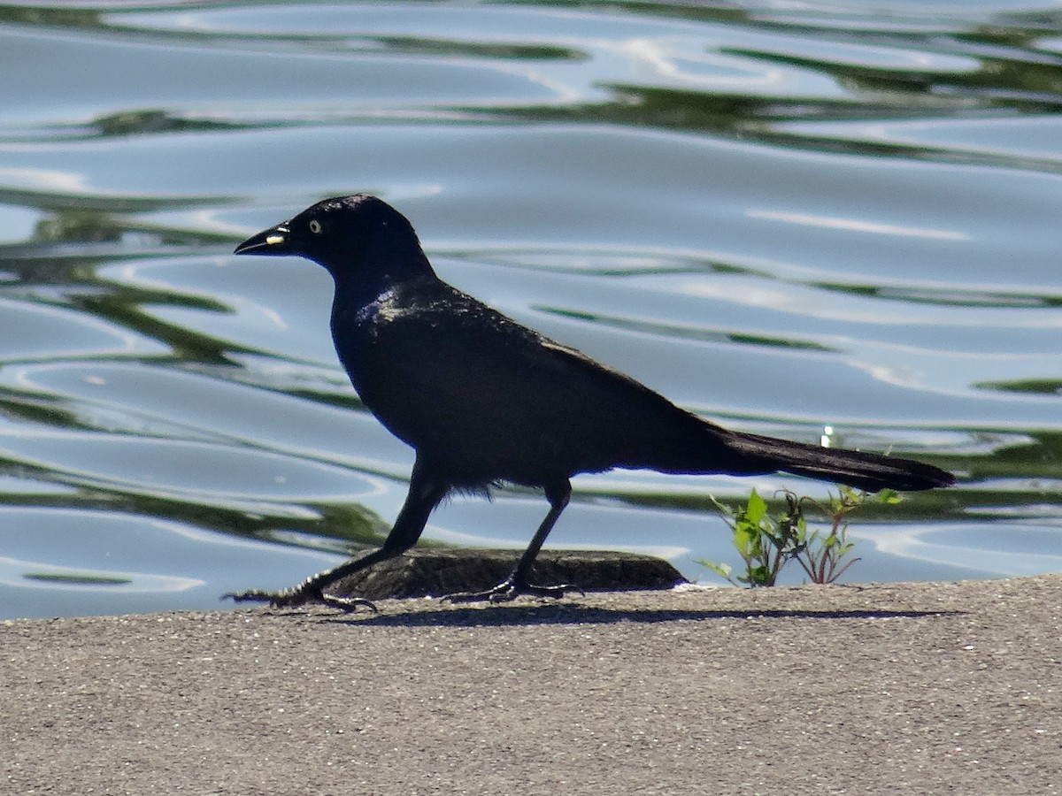 Common Grackle - ML638693515
