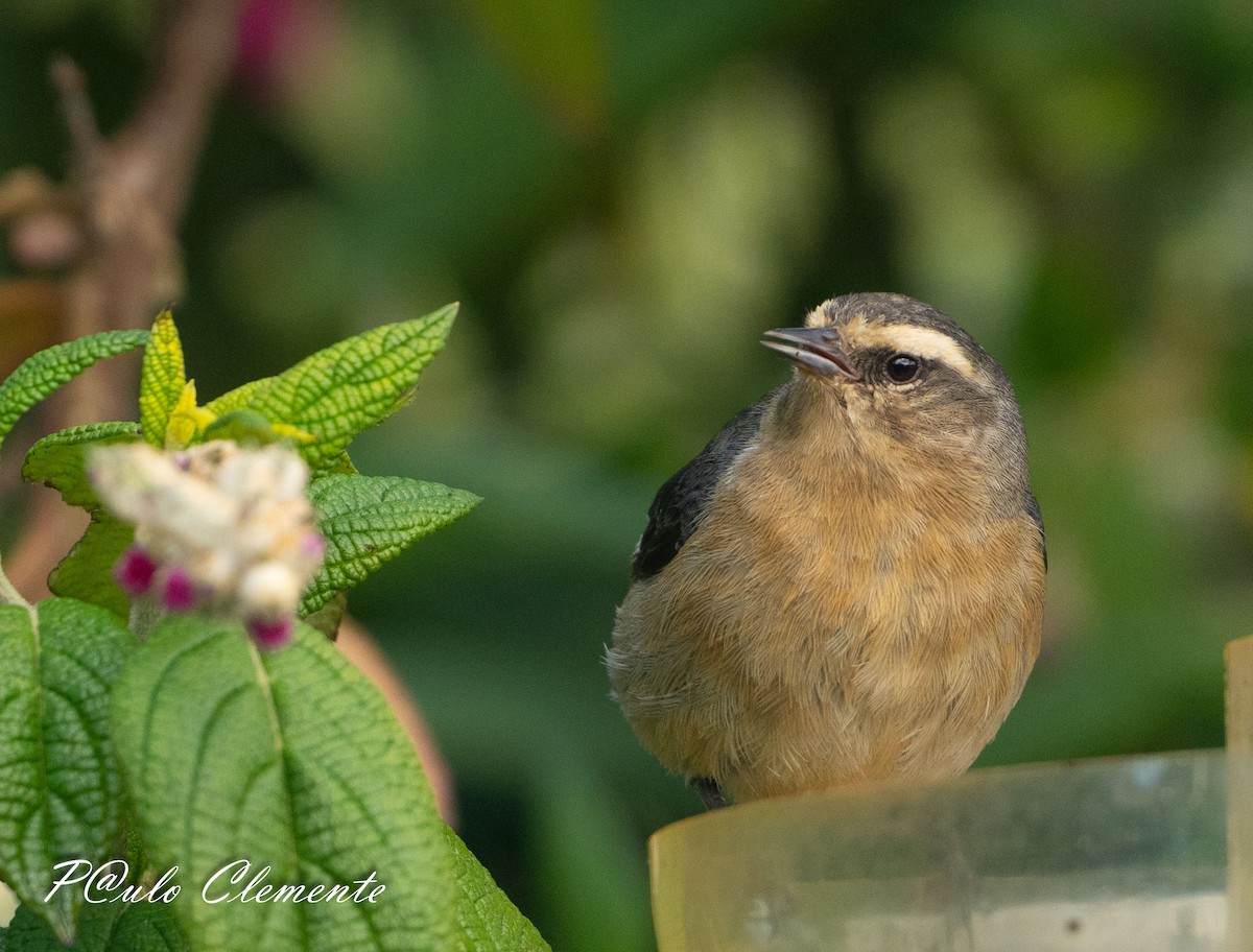 Cinereous Conebill - ML638693520