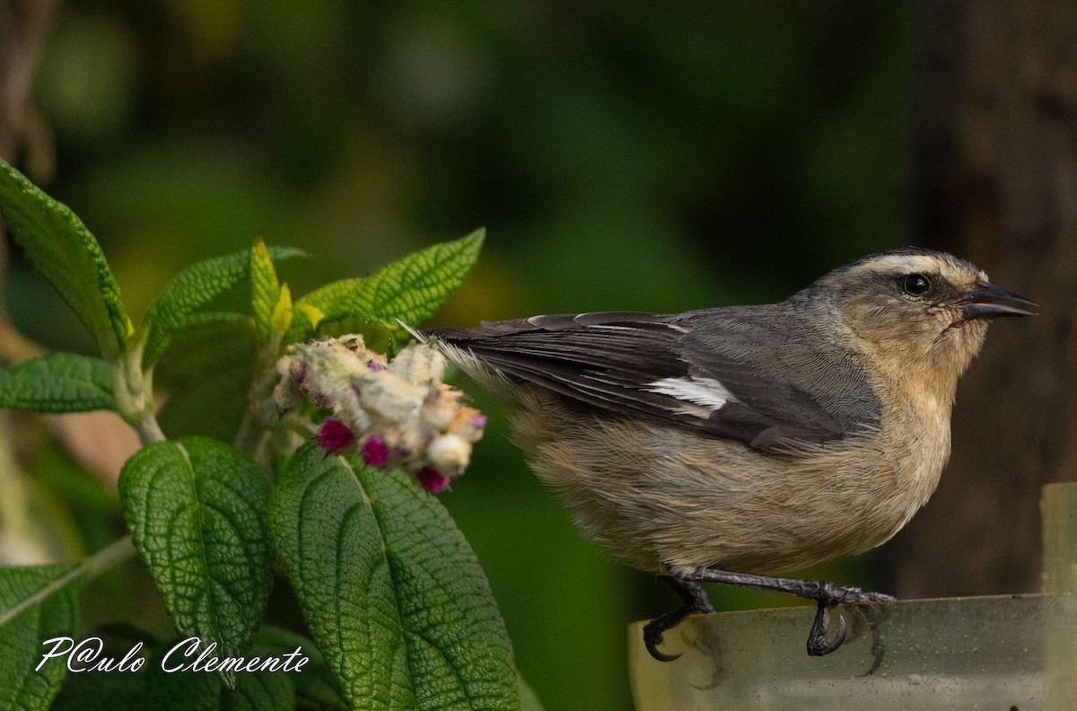 Cinereous Conebill - ML638693521
