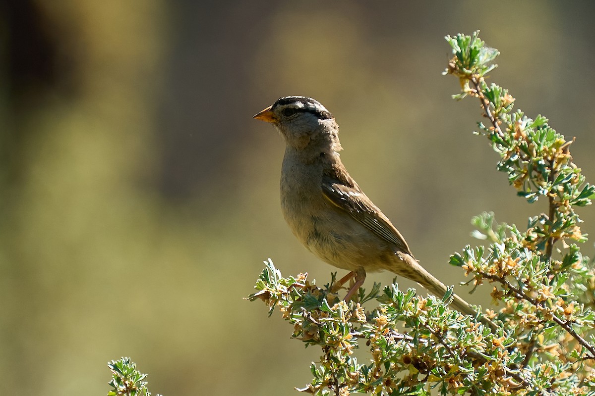 White-crowned Sparrow - ML638693527