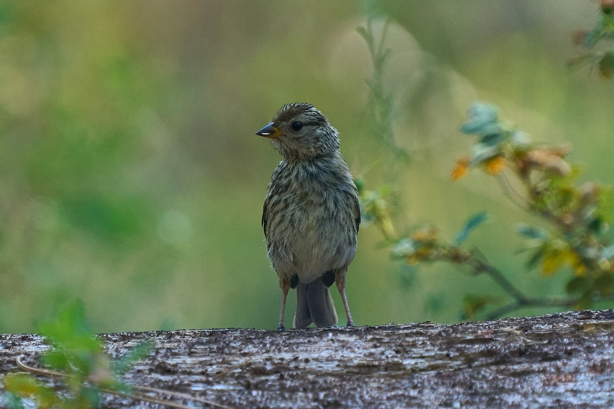 White-crowned Sparrow - ML638693536