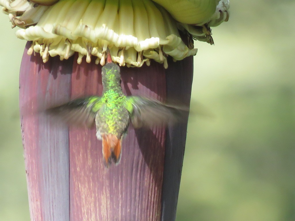 Rufous-tailed Hummingbird - ML638693555