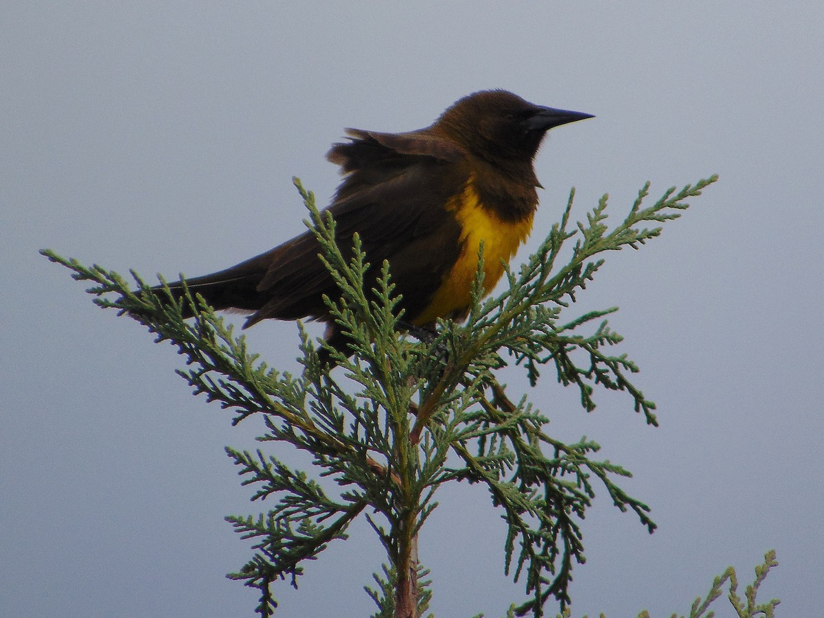 Brown-and-yellow Marshbird - ML638693582
