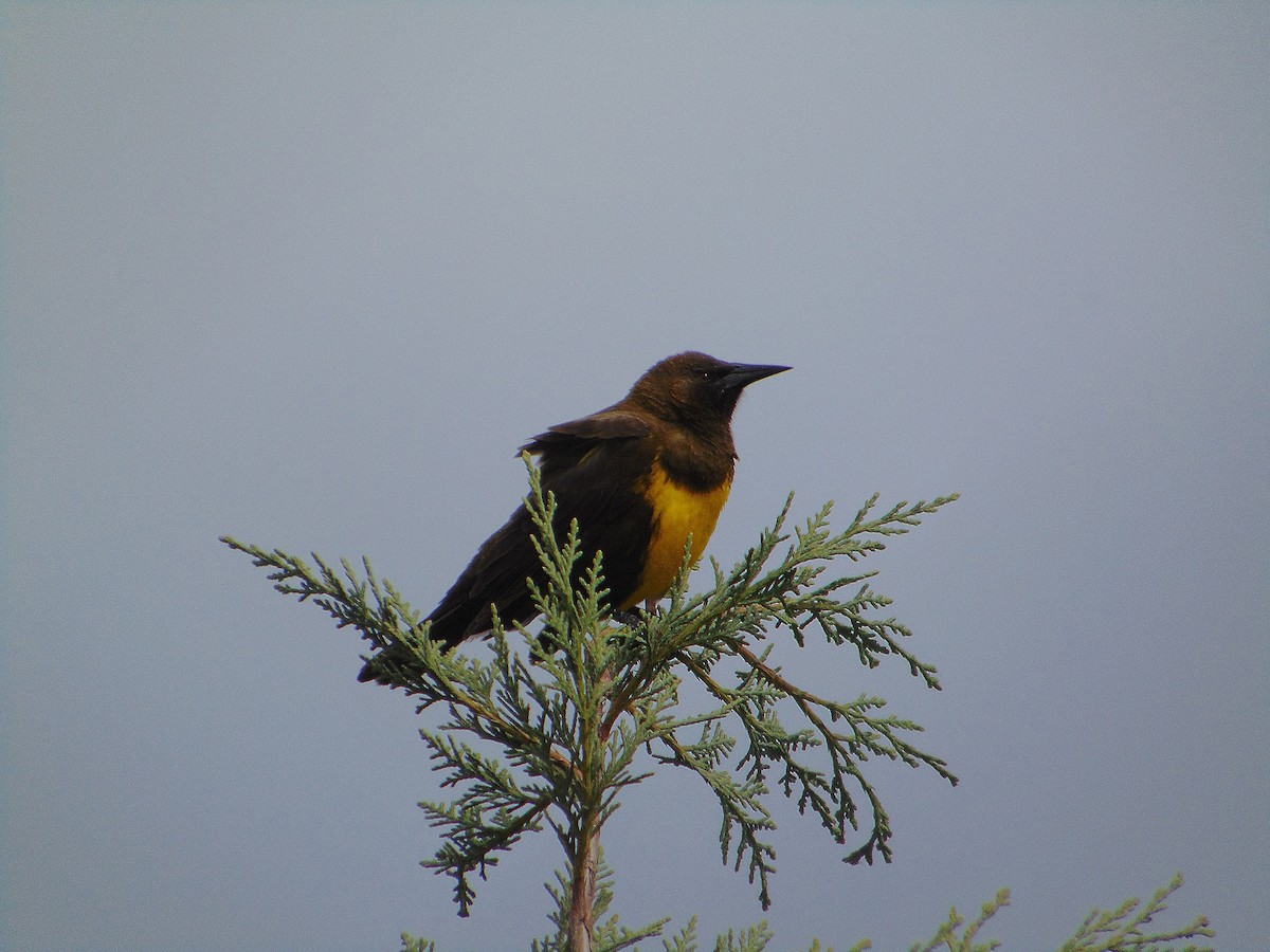 Brown-and-yellow Marshbird - ML638693583