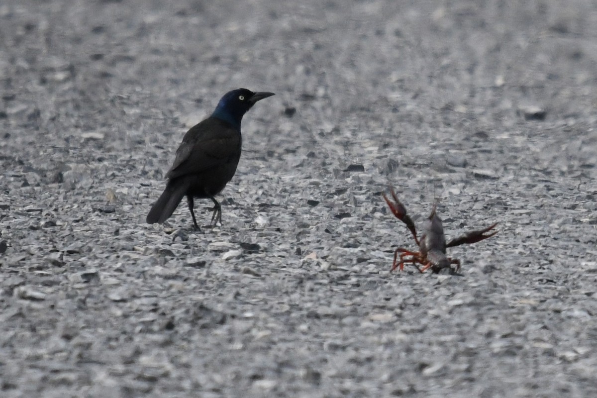 vlhovec lesklý (ssp. versicolor) - ML638693604