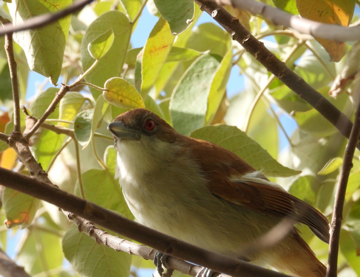 Great Antshrike - ML638693651