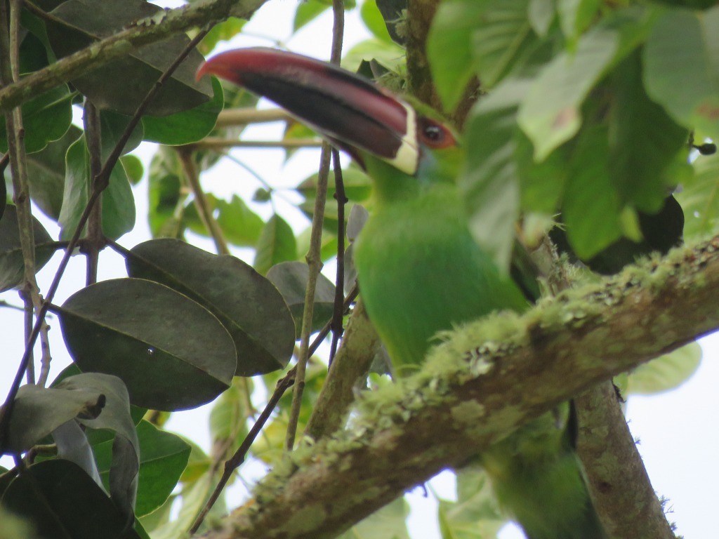 Crimson-rumped Toucanet - ML638693658