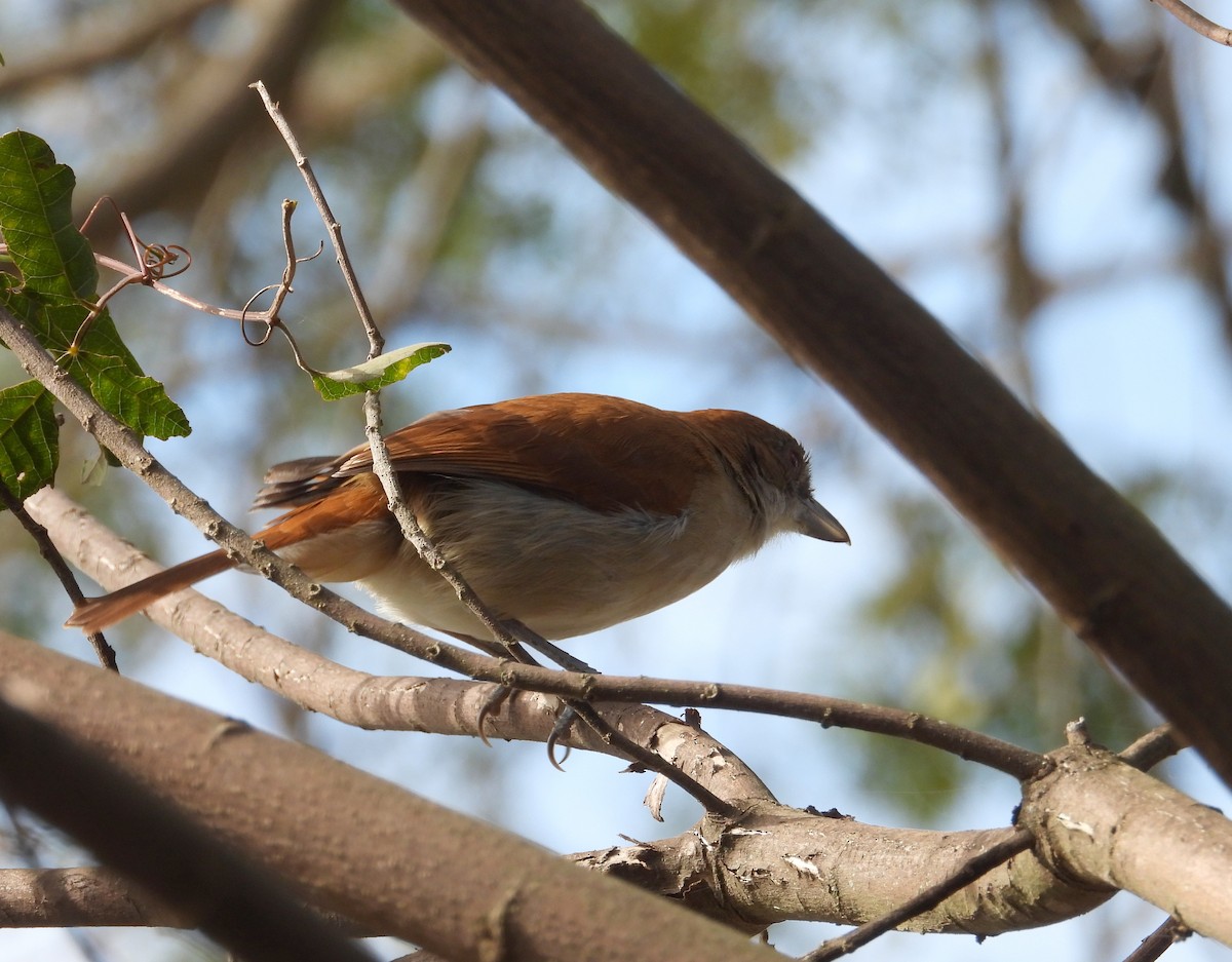 Great Antshrike - ML638693714