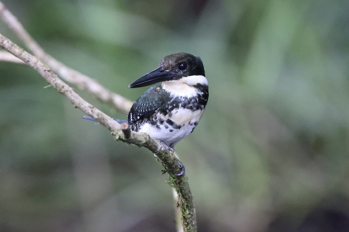Green Kingfisher - ML638693716