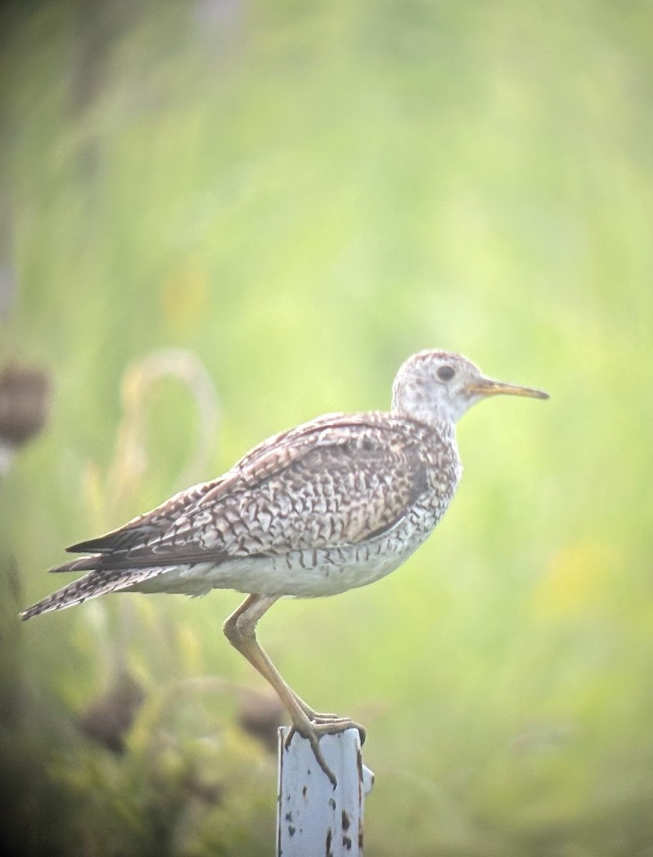 Upland Sandpiper - ML638693720