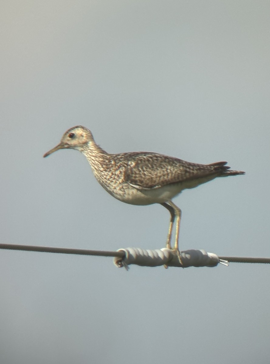Upland Sandpiper - ML638693721