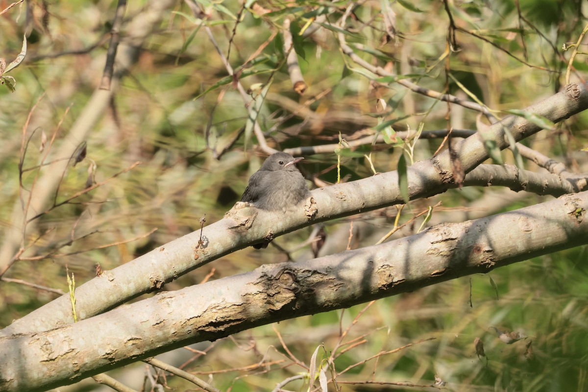 Gray Catbird - ML638693794