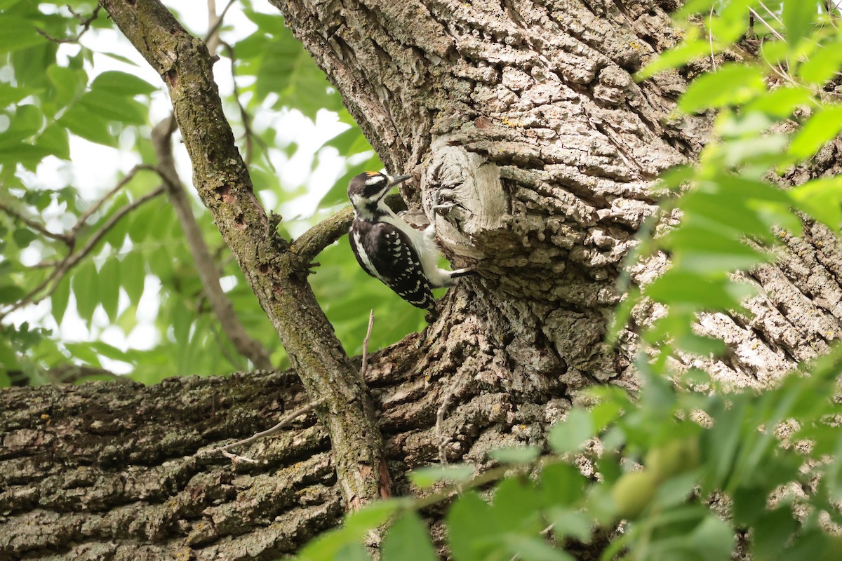 Hairy Woodpecker (Eastern) - ML638693816