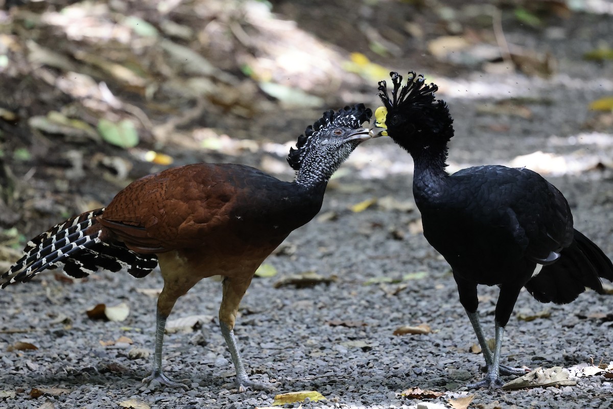 オオホウカンチョウ - ML638693827