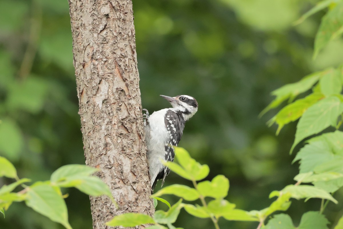 Hairy Woodpecker (Eastern) - ML638693835