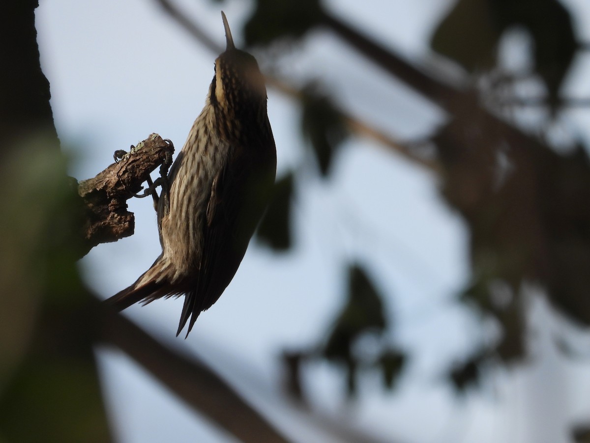 Narrow-billed Woodcreeper - ML638693848