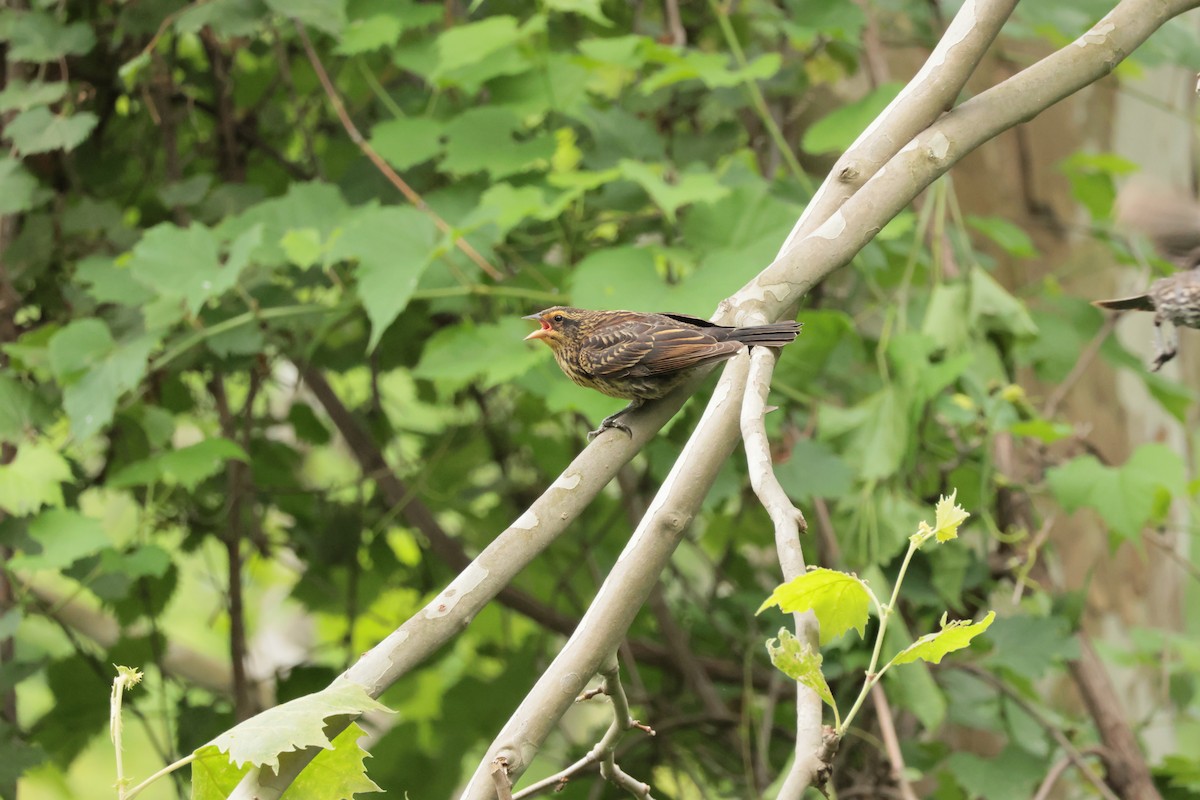 Red-winged Blackbird - ML638693865