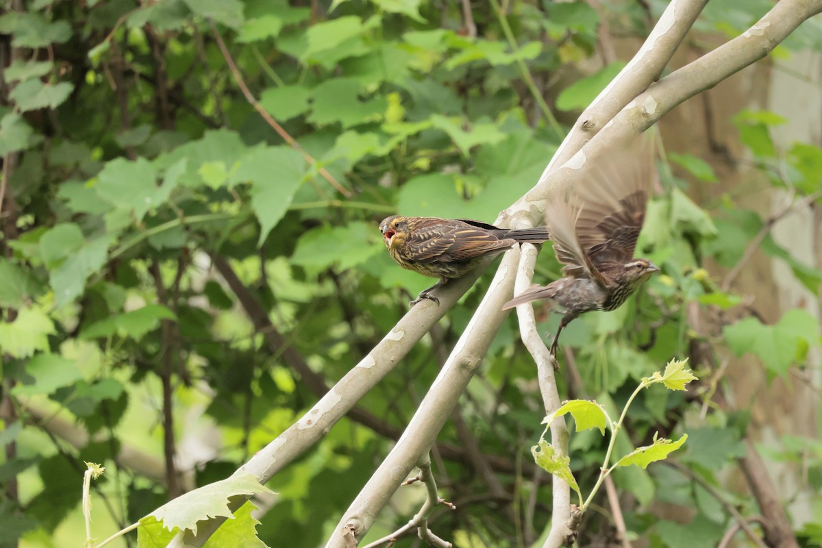 Red-winged Blackbird - ML638693869