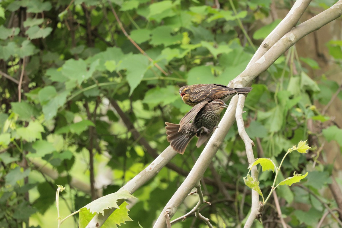 Red-winged Blackbird - ML638693884