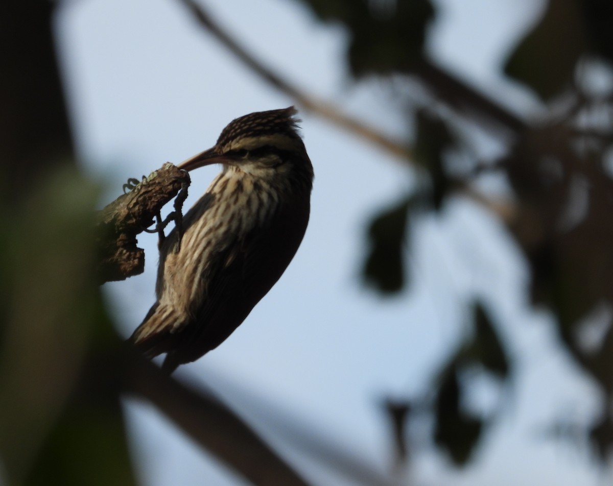 Narrow-billed Woodcreeper - ML638693893