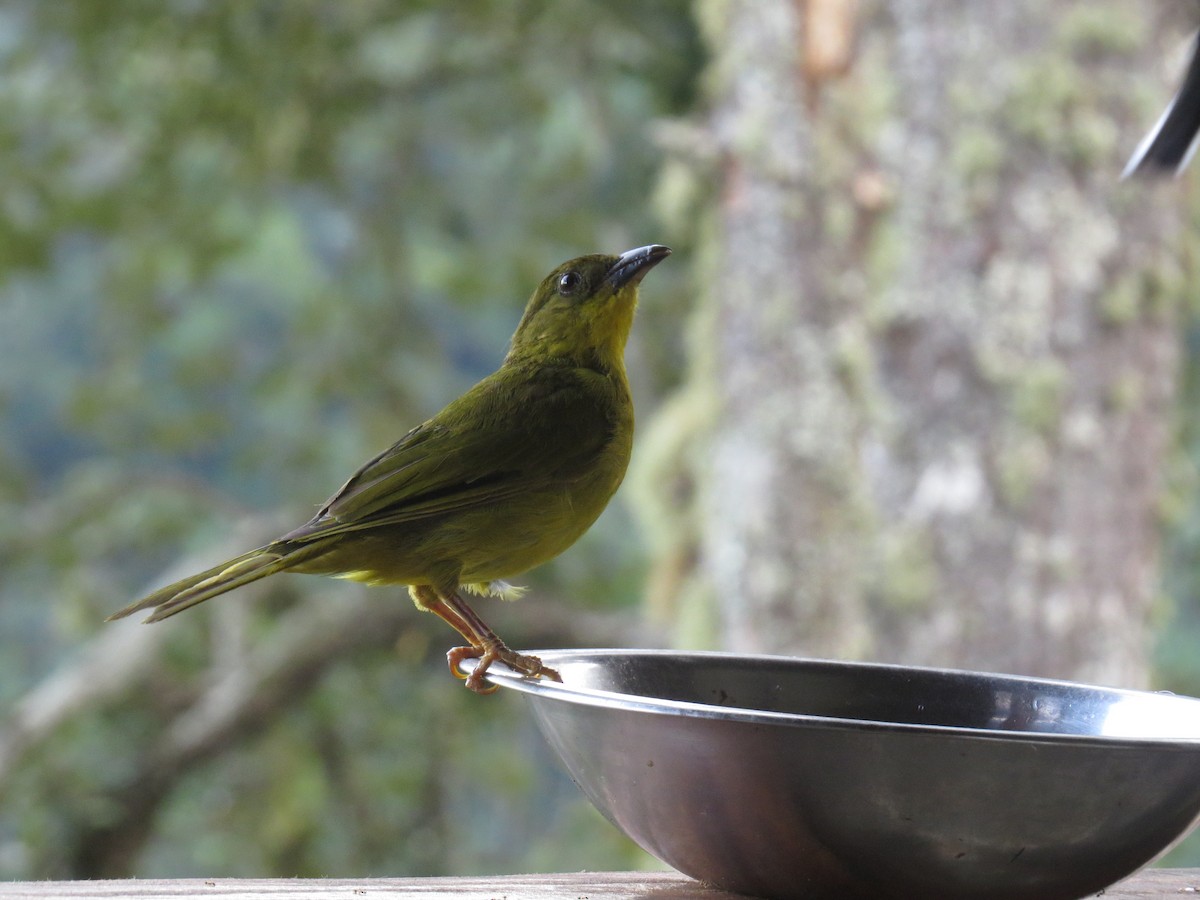 Olive-green Tanager - ML638693897