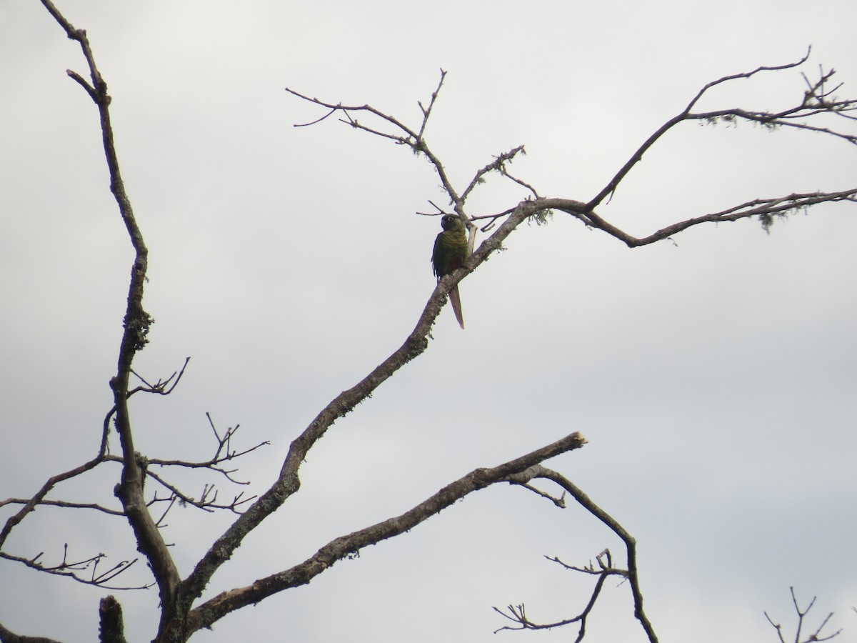 Maroon-bellied Parakeet - ML638693903