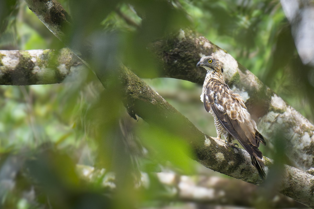 Philippine Honey-buzzard - ML638693905