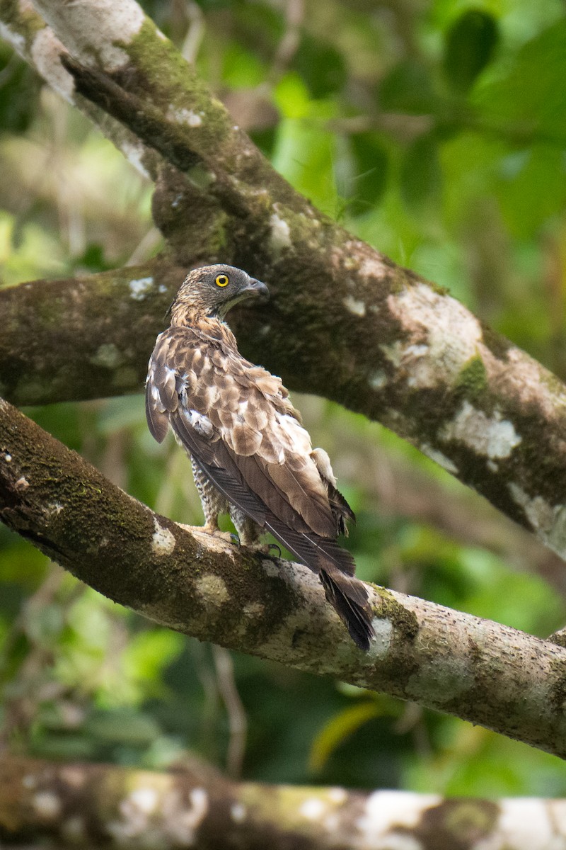 Philippine Honey-buzzard - ML638693906