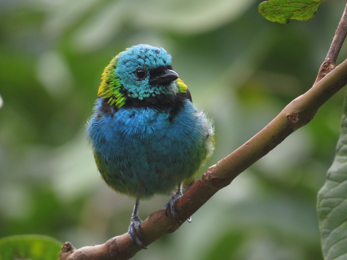 Green-headed Tanager - ML638693908