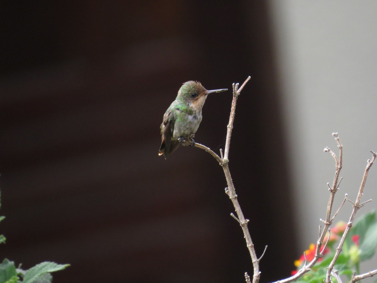 Frilled Coquette - ML638693914