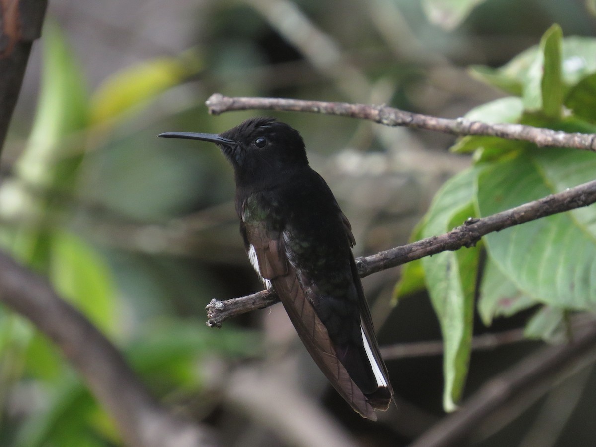 Black Jacobin - ML638693920