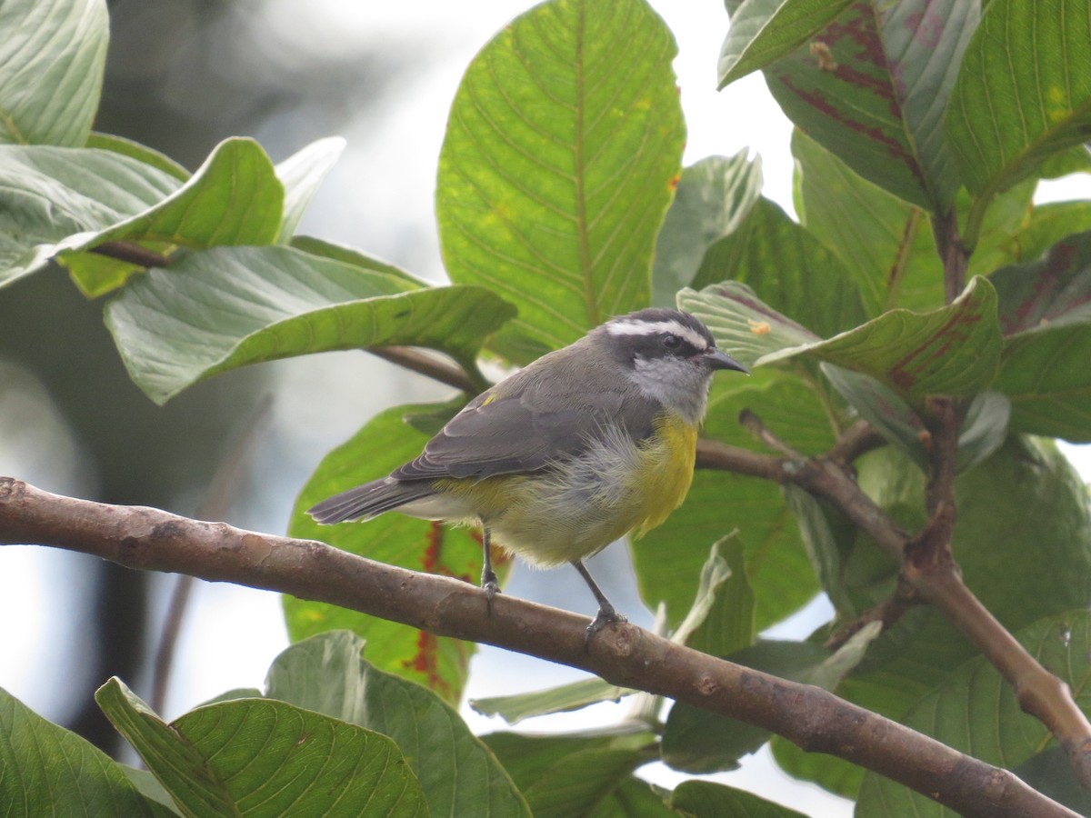 Bananaquit - ML638693922