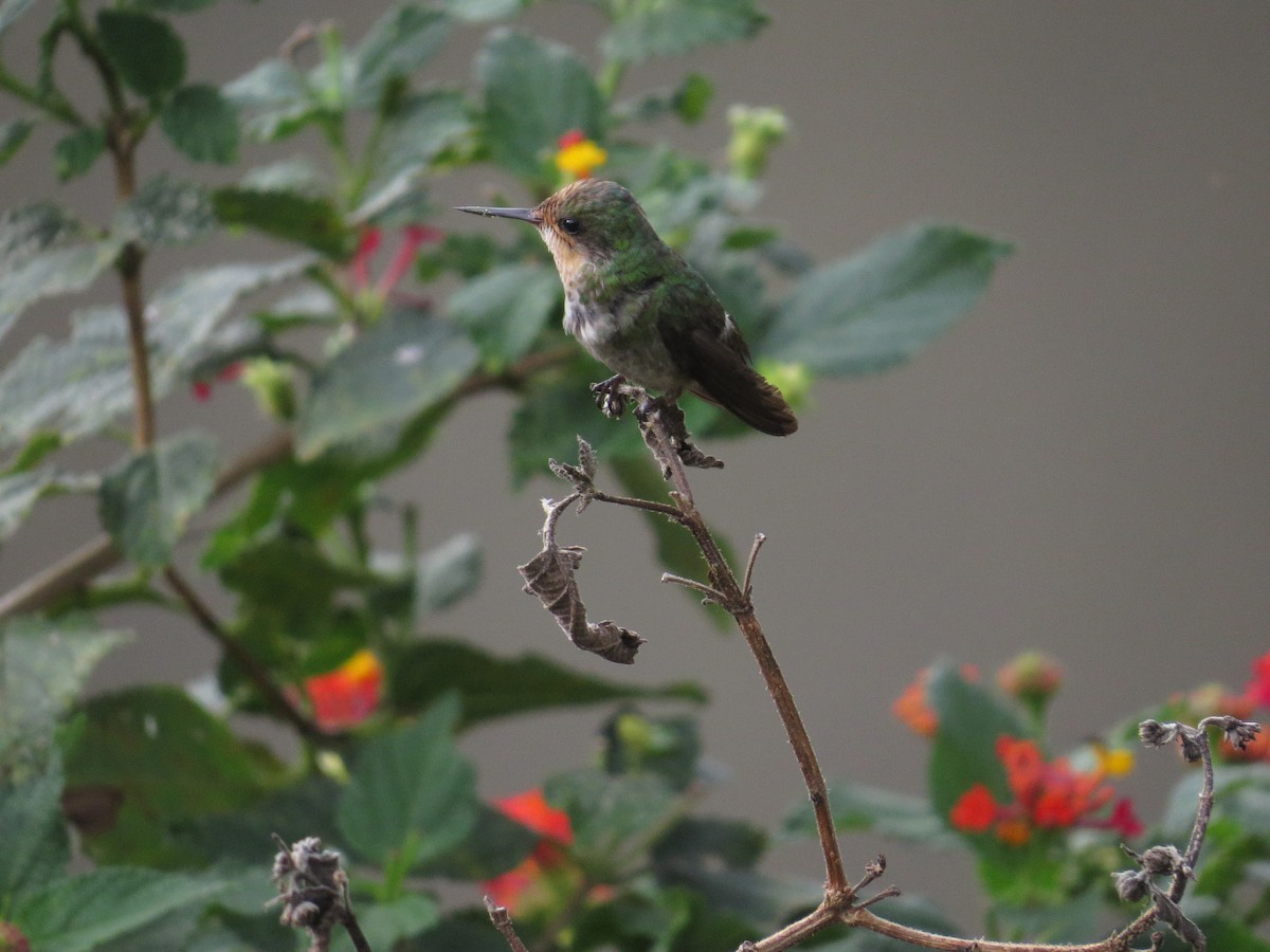 Frilled Coquette - ML638693935