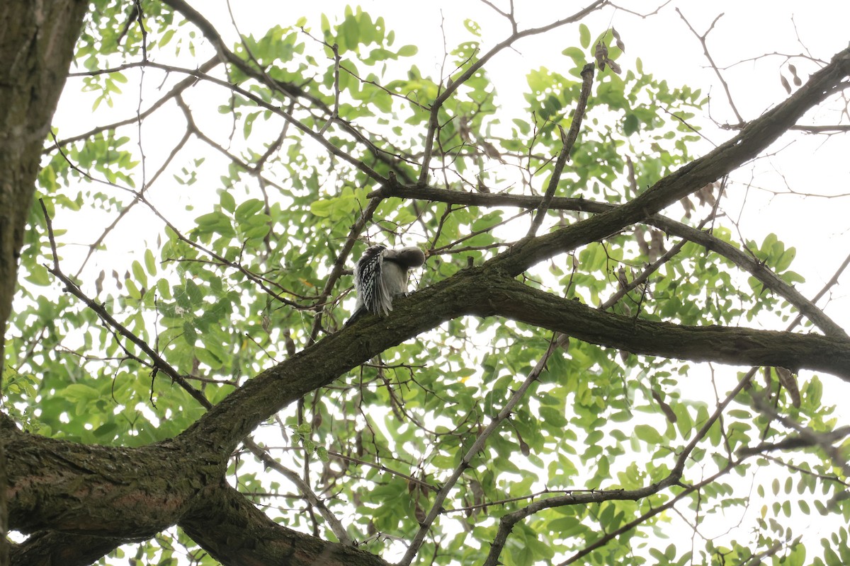 Red-bellied Woodpecker - ML638693948
