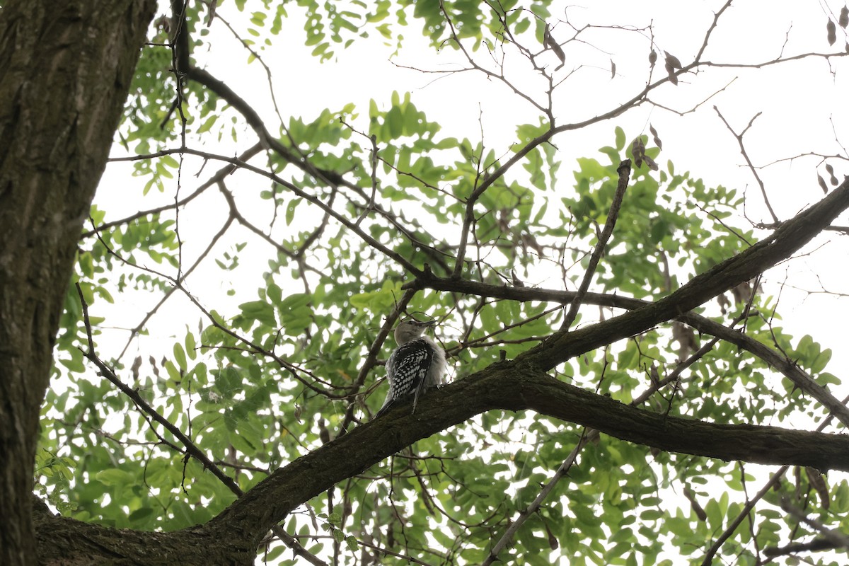 Red-bellied Woodpecker - ML638693951