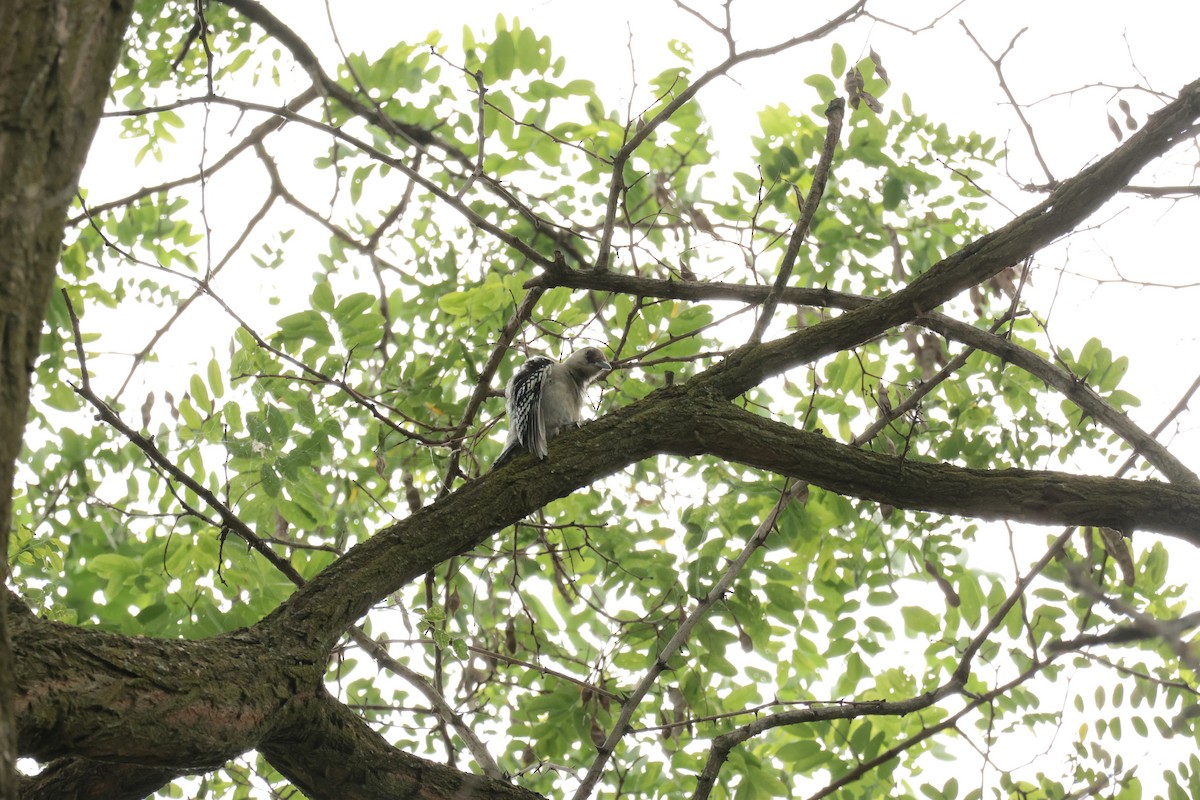 Red-bellied Woodpecker - ML638693952