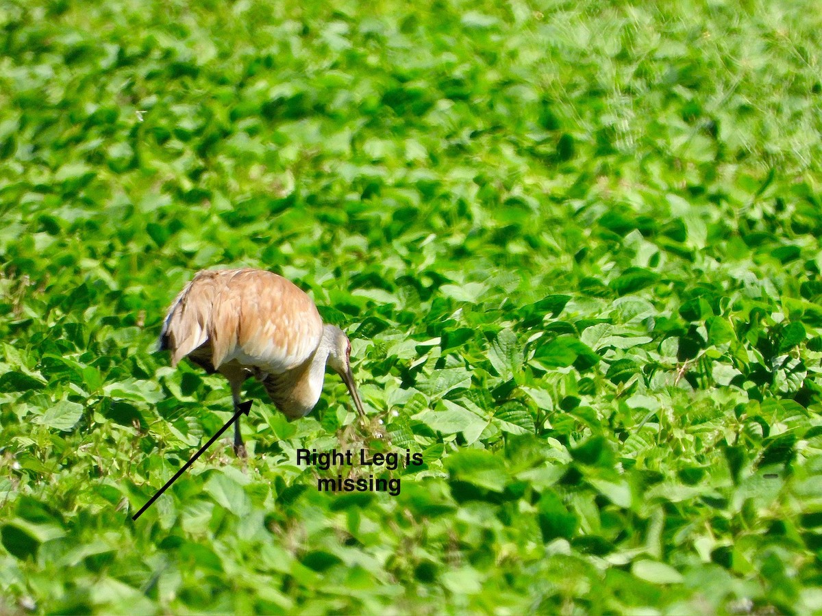 Sandhill Crane - ML638693961